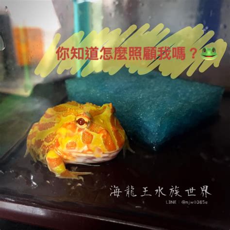 養角蛙招財|看過青蛙 知道招財蛙嗎？ 帶財的青蛙 教你怎麼養！